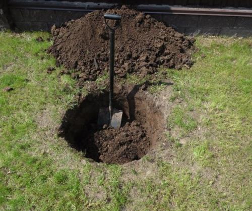 Уход за саженцами яблони весной. Посадка (основа основ)