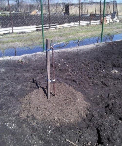 Уход за саженцами яблони весной. Посадка (основа основ)