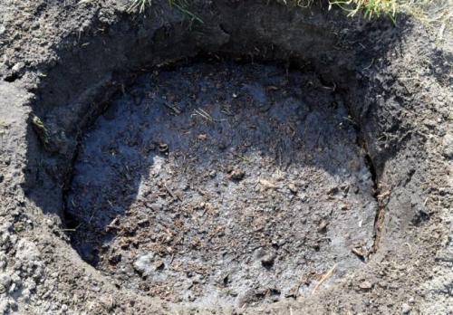 Уход за саженцами яблони весной. Посадка (основа основ)