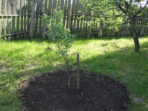 Уход за саженцами яблони весной. Посадка (основа основ)