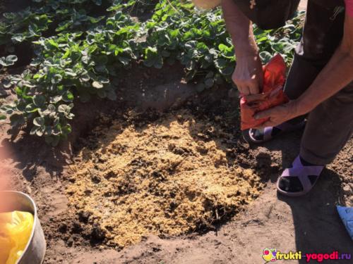 Уход за саженцами яблони весной. Посадка (основа основ)