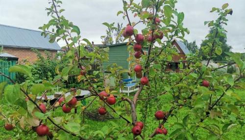Выращивание и уход за яблонями. ВЫРАСТИТЬ ЯБЛОНЮ МОЖНО ТОЛЬКО ЗНАЯ ЕЕ ОСОБЕННОСТИ 03