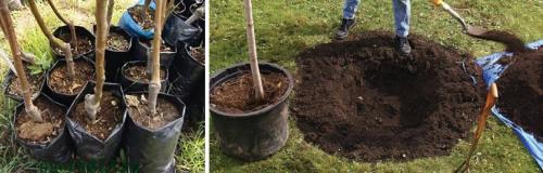 Выращивание и уход за яблонями. ВЫРАСТИТЬ ЯБЛОНЮ МОЖНО ТОЛЬКО ЗНАЯ ЕЕ ОСОБЕННОСТИ