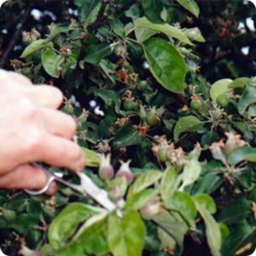 Выращивание и уход за яблонями. ВЫРАСТИТЬ ЯБЛОНЮ МОЖНО ТОЛЬКО ЗНАЯ ЕЕ ОСОБЕННОСТИ