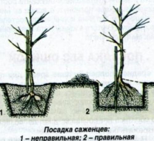Как ухаживать за яблоней после посадки.  Рекомендации по посадке яблони