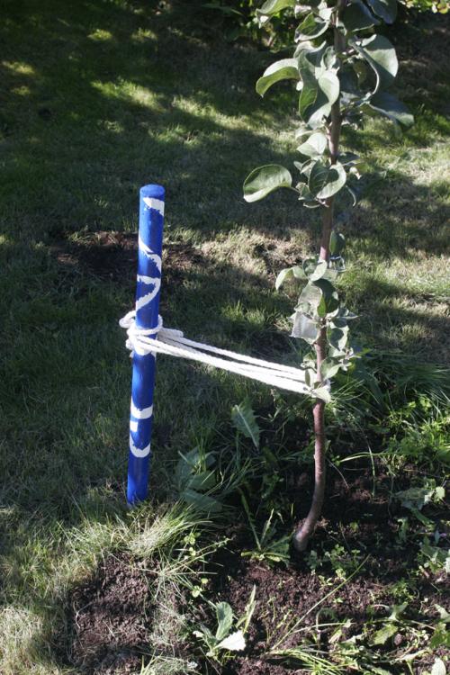 Уход за саженцами яблони и груши. Секреты успеха. Правила посадки яблони и груши