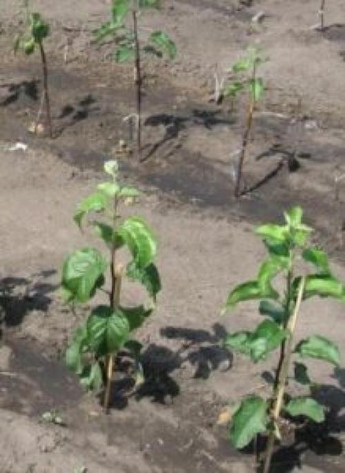 Как ухаживать за яблоней после посадки.  Рекомендации по посадке яблони