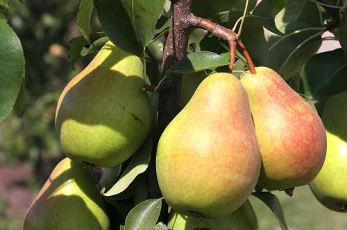 Уход за саженцами яблони и груши. Секреты успеха. Правила посадки яблони и груши