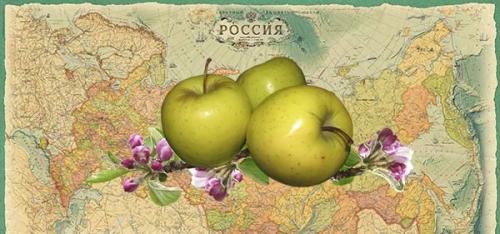 Посадка яблони весной. Когда сажать яблоню весной, в каком месяце: сроки