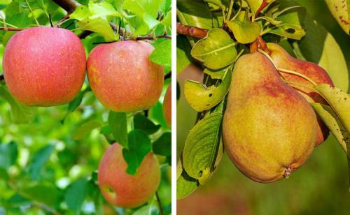 Уход за яблоней во время цветения. Календарь ухода за яблоней и грушей на весь год! Для вашего удобства и больших урожаев