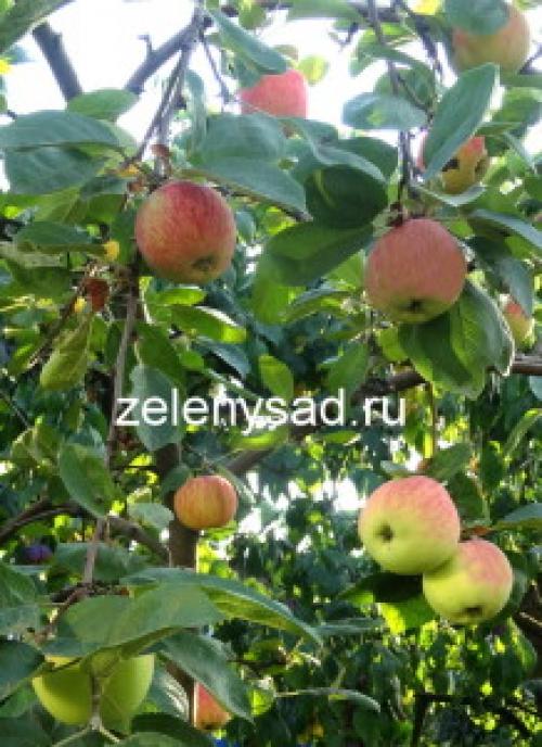 Уход за яблоней круглый год. Как ухаживать за яблоней, чтобы ежегодно собирать богатый урожай