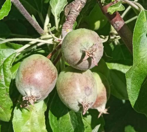 Уход за яблоней во время цветения. Календарь ухода за яблоней и грушей на весь год! Для вашего удобства и больших урожаев