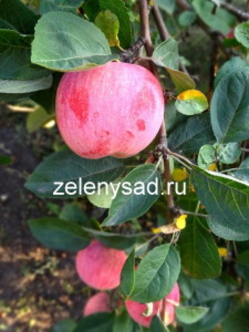 Уход за яблоней круглый год. Как ухаживать за яблоней, чтобы ежегодно собирать богатый урожай