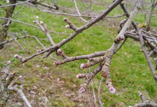 Уход за яблоней во время цветения. Календарь ухода за яблоней и грушей на весь год! Для вашего удобства и больших урожаев