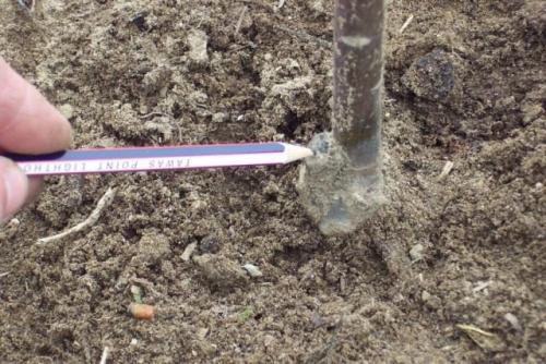 Как выбрать саженец с правильным размером корневой системы. Выбор подвоя саженца