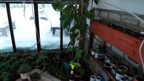 Мини теплица своими руками. Как сделать парник своими руками: лучшие проекты