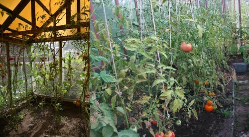 Как сделать теплицу своими руками. Теплицы своими руками виды и формы 33