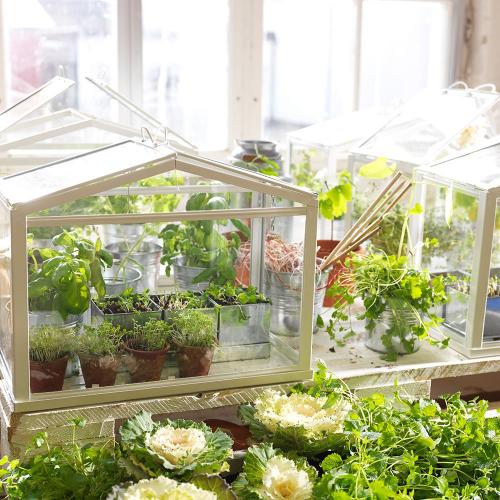 Мини теплица для рассады. Пошаговая инструкция, как построить мини-теплицу из поликарбоната своими руками: обзор видов, чертежи и размеры, фото