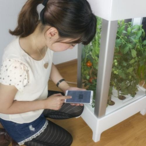 Мини-проект для самодельной теплицы. Место расположения на участке 13 Мини-проект для самодельной теплицы. Место расположения на участке 13