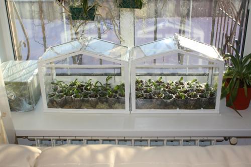 Мини теплица для рассады. Пошаговая инструкция, как построить мини-теплицу из поликарбоната своими руками: обзор видов, чертежи и размеры, фото