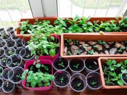 Мини-проект для самодельной теплицы. Место расположения на участке 12 Мини-проект для самодельной теплицы. Место расположения на участке 12