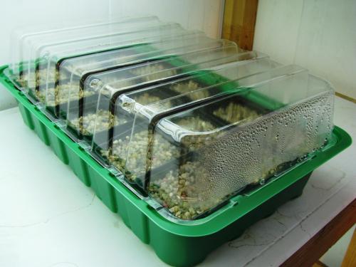 Мини теплица для рассады. Пошаговая инструкция, как построить мини-теплицу из поликарбоната своими руками: обзор видов, чертежи и размеры, фото