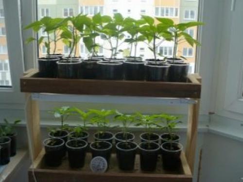 Мини-проект для самодельной теплицы. Место расположения на участке 09 Мини-проект для самодельной теплицы. Место расположения на участке 09