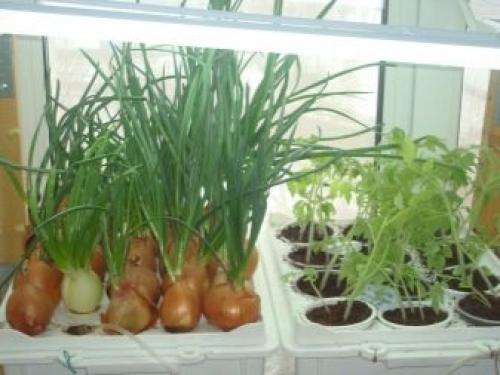 Мини-проект для самодельной теплицы. Место расположения на участке 10 Мини-проект для самодельной теплицы. Место расположения на участке 10