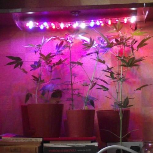 Мини-проект для самодельной теплицы. Место расположения на участке 15 Мини-проект для самодельной теплицы. Место расположения на участке 15