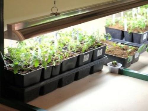 Мини-проект для самодельной теплицы. Место расположения на участке 11 Мини-проект для самодельной теплицы. Место расположения на участке 11