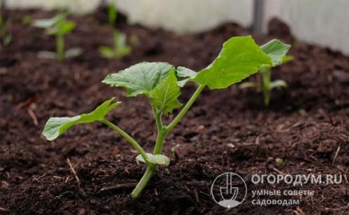 Узкая теплица для огурцов. Парник для огурцов своими руками: самые лучшие проекты