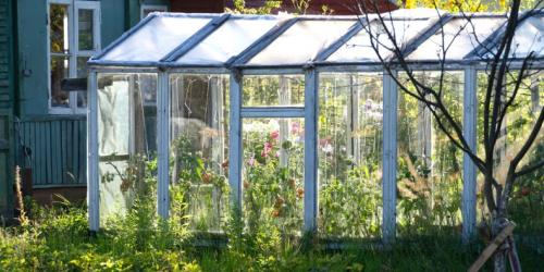 Теплица из дерева и стекла своими руками. Теплицы из стекла, ПВХ и алюминиевого профиля (90 фото): тонкости изготовления на дачном участке стеклянной теплицы своими руками