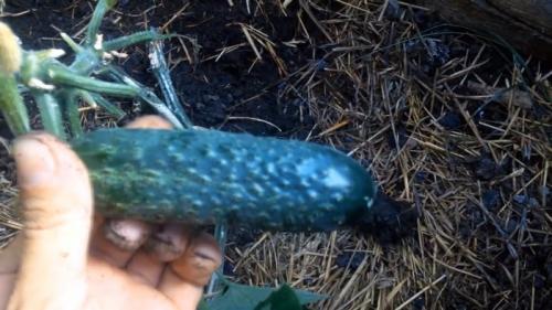 Теплица своими руками дешево. Процесс строительства бюджетной теплицы