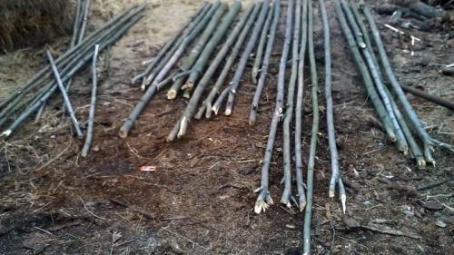 Теплица своими руками дешево. Процесс строительства бюджетной теплицы