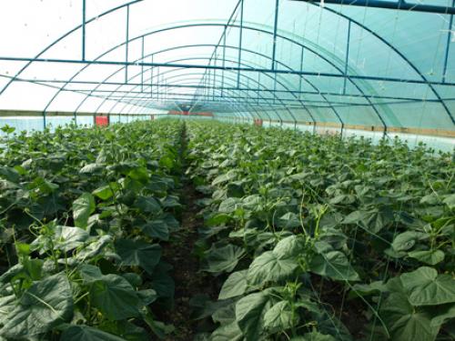 Проект теплицы из поликарбоната для приусадебного участка. Виды теплиц из поликарбоната