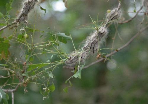От семечка до плода: простой способ выращивания яблони 10 От семечка до плода: простой способ выращивания яблони 10
