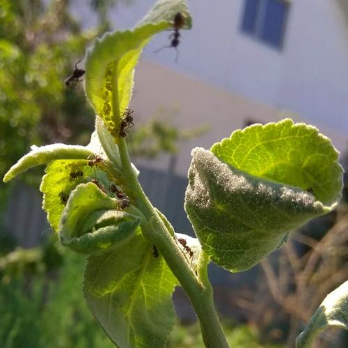 От семечка до плода: простой способ выращивания яблони 04 От семечка до плода: простой способ выращивания яблони 04