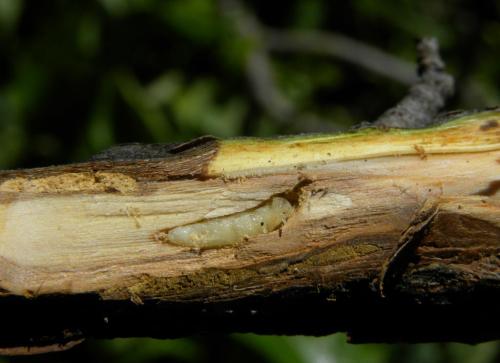 От семечка до плода: простой способ выращивания яблони 09 От семечка до плода: простой способ выращивания яблони 09