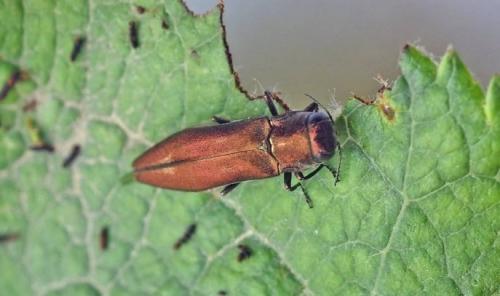 От семечка до плода: простой способ выращивания яблони 08 От семечка до плода: простой способ выращивания яблони 08