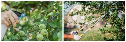 В мае: как правильно ухаживать за яблонями 06