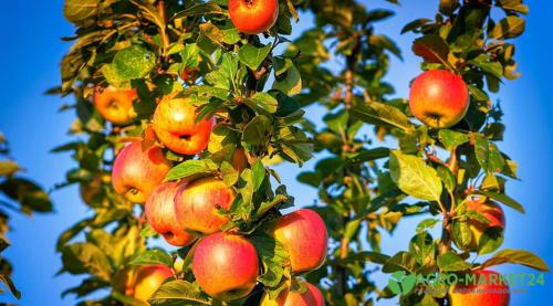 В мае: как правильно ухаживать за яблонями 10