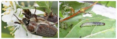 В мае: как правильно ухаживать за яблонями 07