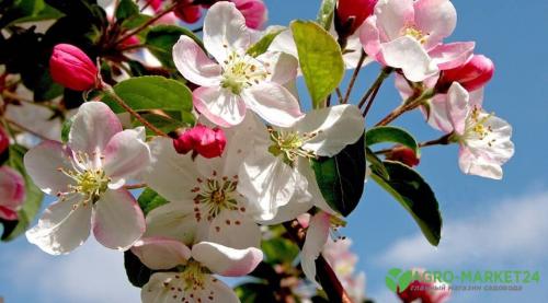 В мае: как правильно ухаживать за яблонями 09