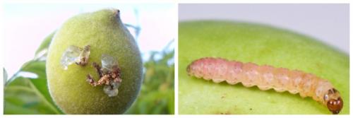 В мае: как правильно ухаживать за яблонями 08