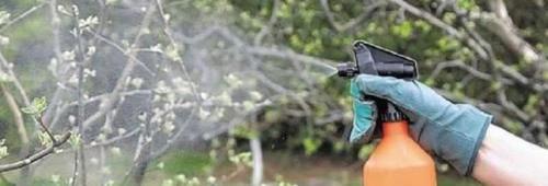 Какие удобрения лучше использовать для яблони в мае. Весенняя подкормка яблонь: какие удобрения внести перед цветением