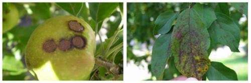 В мае: как правильно ухаживать за яблонями 05