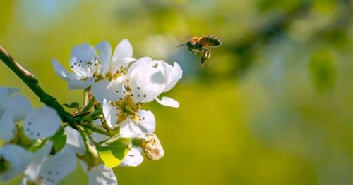 Как обеспечить оптимальное удобрение яблони. Почему важна подкормка после цветения?