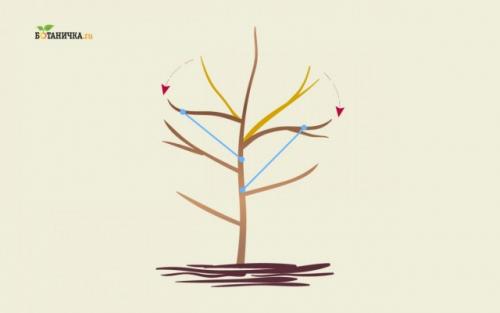 Как обеспечить правильную обрезку яблони. Особенности обрезки каркасных веток яблони