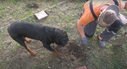 Садовая беседка с барбекю. Виды 10