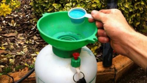 Обработка деревьев медным купоросом осенью пропорции. Опрыскивание медным купоросом осенью 06